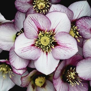 French Kiss Helleborus Thumbnail